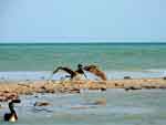 Pelícano aterrizando en La Raya, cerca de Riohacha, foto 14