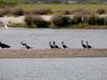 Diversidad de aves en la Raya, foto 12