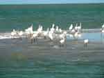 Aves  en La Raya, cerca de Riohacha, foto 11