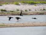 Aves batiendo alas en La Raya, cerca de Riohacha, foto 10