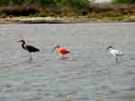 Diversidad de aves en La Raya, cerca de Riohacha, foto 8