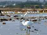 Garzas en La Raya, cerca de Riohacah, foto 7.